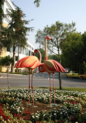 Flamingo