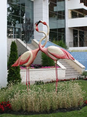 Flamingo